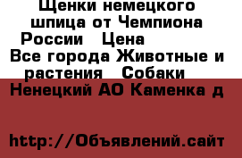 Щенки немецкого шпица от Чемпиона России › Цена ­ 50 000 - Все города Животные и растения » Собаки   . Ненецкий АО,Каменка д.